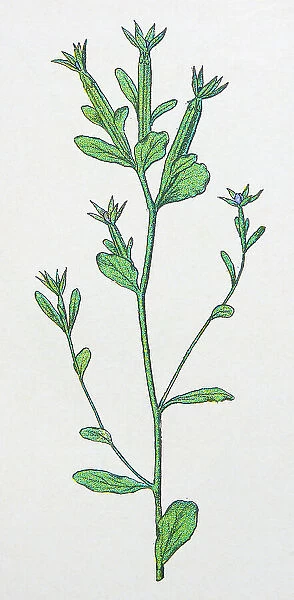 Antique botany illustration: Venus Looking Glass, Specularia hybrida