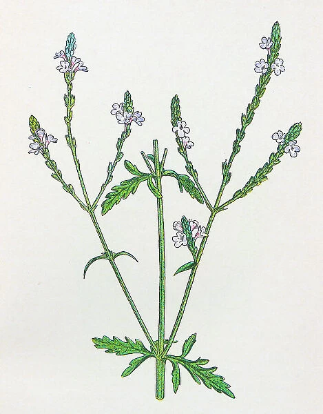 Antique botany illustration: Vervain, Verbena officinalis
