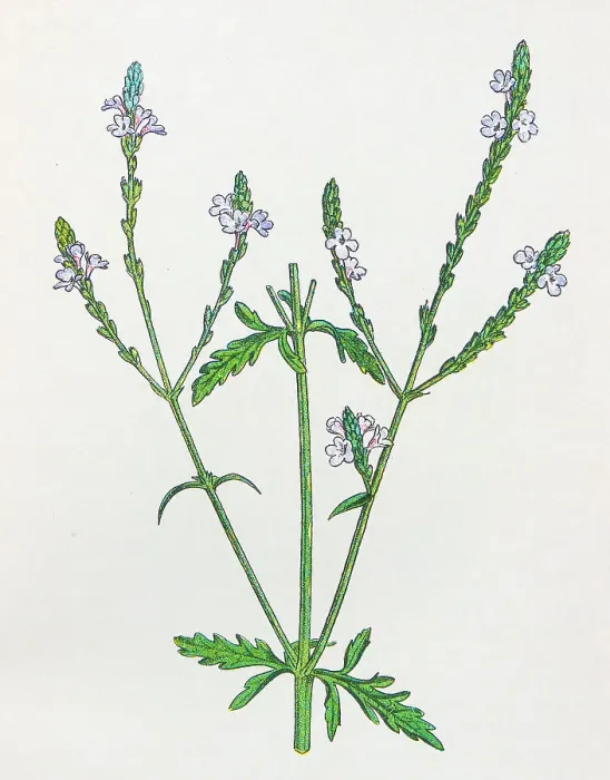 Framed Print : Antique botany illustration: Vervain, Verbena officinalis Framed Print : Antique botany illustration: Vervain, Verbena officinalis