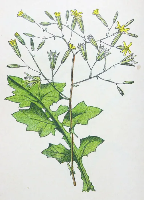 Framed Print : Antique botany illustration: Wall Lettuce, Lactuca muralis Framed Print : Antique botany illustration: Wall Lettuce, Lactuca muralis