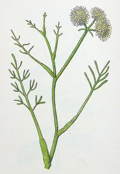 Antique botany illustration: Water Dropwort, Oenanthe fistulosa