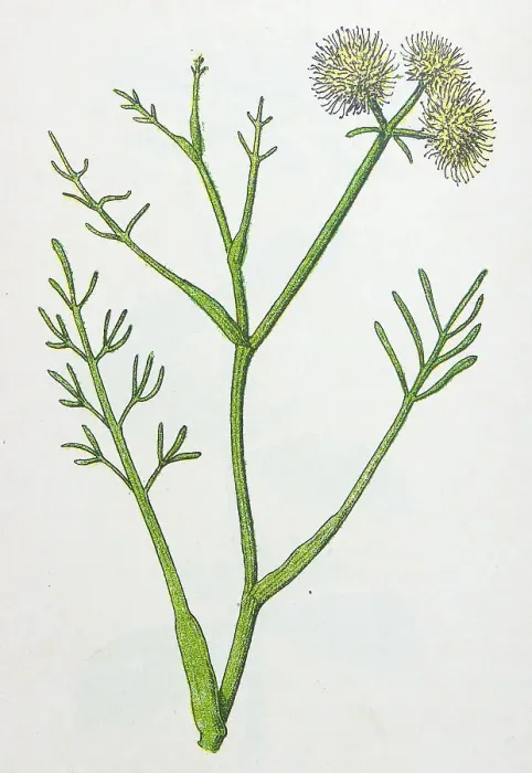 Framed Print : Antique botany illustration: Water Dropwort, Oenanthe fistulosa Framed Print : Antique botany illustration: Water Dropwort, Oenanthe fistulosa