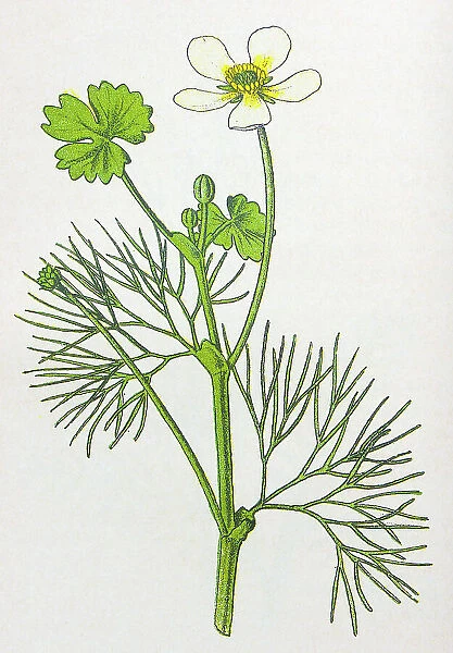 Antique botany illustration: Water Fennel, Water Crowfoot, Ranunculus trichophyllus
