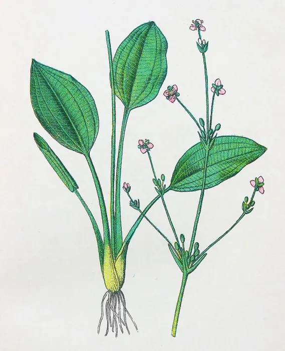 Framed Print : Antique botany illustration: Water Plantain, Alisma Plantago Framed Print : Antique botany illustration: Water Plantain, Alisma Plantago
