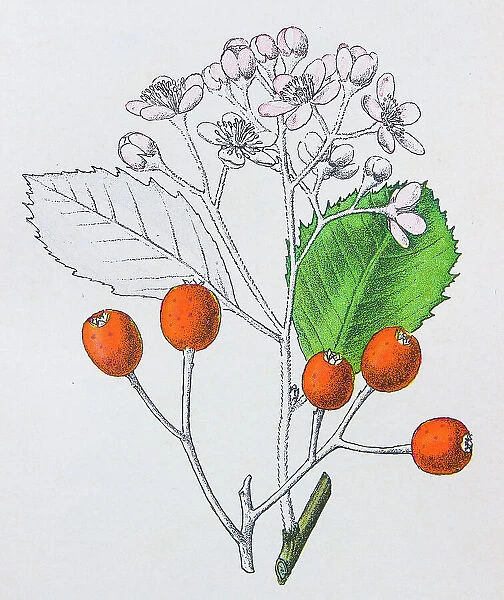 Antique botany illustration: White beam, Pyrus aria