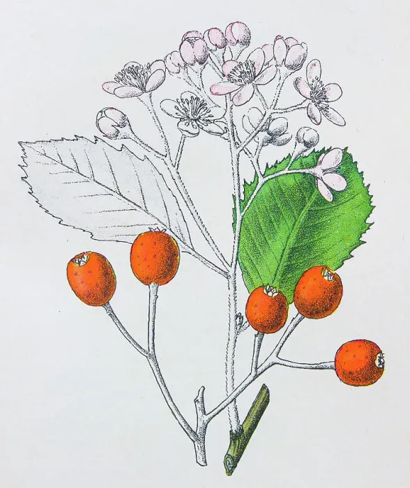 Framed Print : Antique botany illustration: White beam, Pyrus aria Framed Print : Antique botany illustration: White beam, Pyrus aria