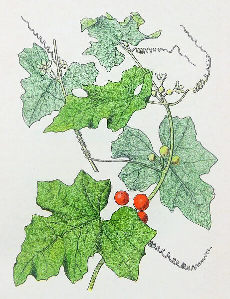 Antique botany illustration: White Bryony, Bryonia dioica