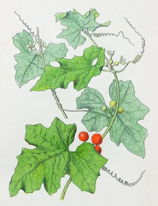 Framed Print : Antique botany illustration: White Bryony, Bryonia dioica Framed Print : Antique botany illustration: White Bryony, Bryonia dioica