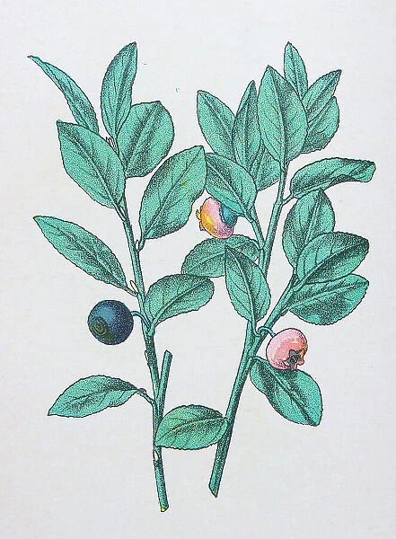 Antique botany illustration: Whortleberry, lingonberry, Vaccinium myrtillus