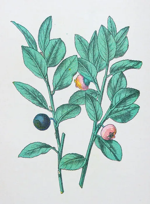 Framed Print : Antique botany illustration: Whortleberry, lingonberry, Vaccinium myrtillus Framed Print : Antique botany illustration: Whortleberry, lingonberry, Vaccinium myrtillus