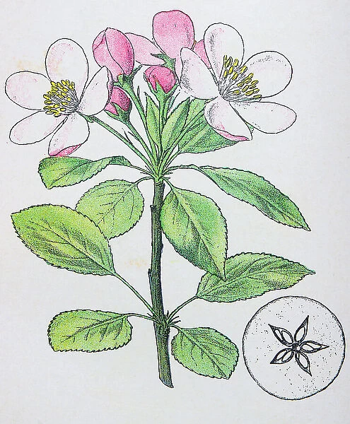 Antique botany illustration: Wild Apple, Crab, Pyrus Malus