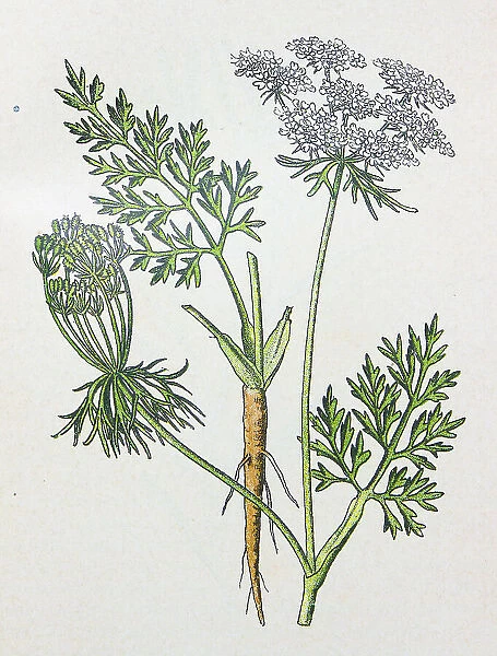 Antique botany illustration: Wild Carrot, Daucus Carota