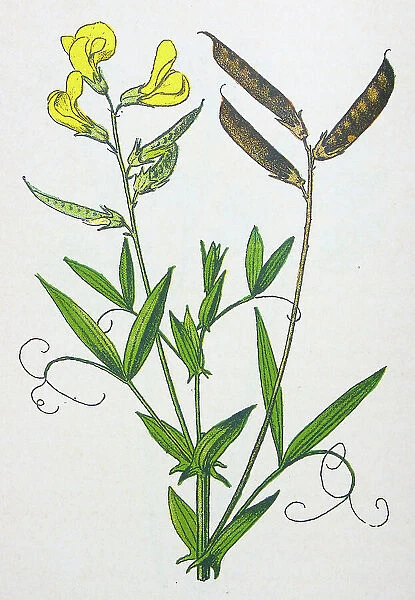 Antique botany illustration: Wild everlasting Pea, Lathyrus pratensis