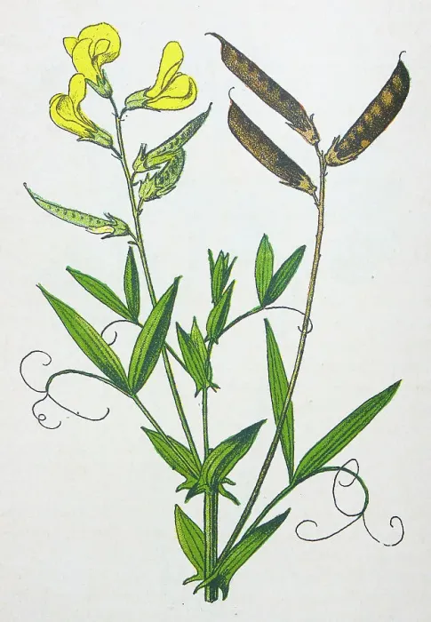 Framed Print : Antique botany illustration: Wild everlasting Pea, Lathyrus pratensis Framed Print : Antique botany illustration: Wild everlasting Pea, Lathyrus pratensis
