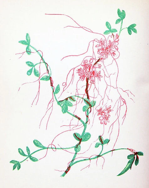 Antique botany illustration of wild flowers: Lesser Dodder, Cuscuta Epithymum