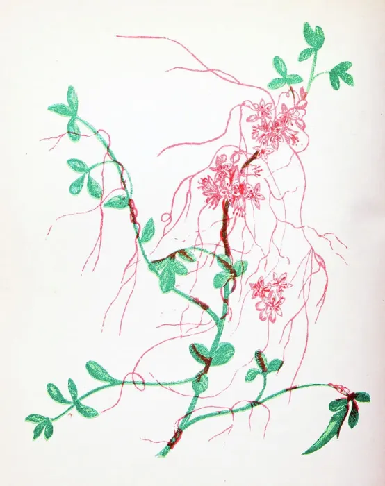 Framed Print : Antique botany illustration of wild flowers: Lesser Dodder, Cuscuta Epithymum Framed Print : Antique botany illustration of wild flowers: Lesser Dodder, Cuscuta Epithymum