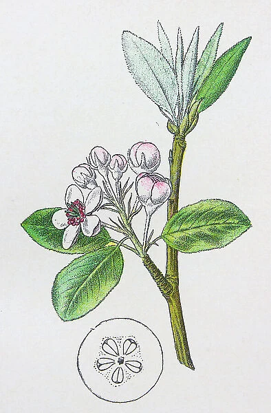 Antique botany illustration: Wild Pear, Pyrus communis