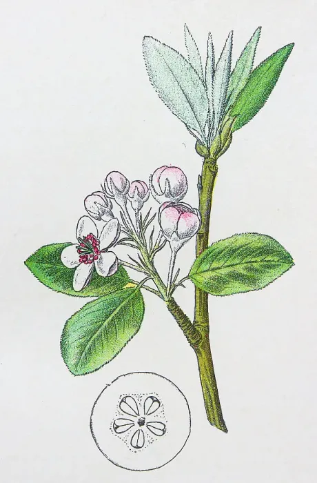 Framed Print : Antique botany illustration: Wild Pear, Pyrus communis Framed Print : Antique botany illustration: Wild Pear, Pyrus communis