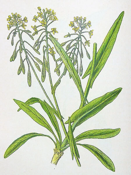 Antique botany illustration: Woad, Isatis tinctoria
