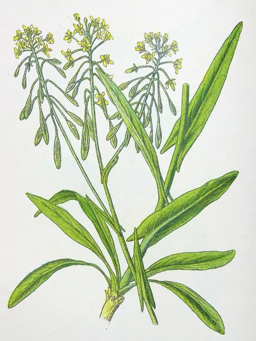 Framed Print : Antique botany illustration: Woad, Isatis tinctoria Framed Print : Antique botany illustration: Woad, Isatis tinctoria