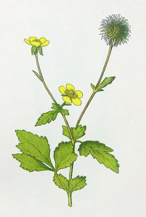 Framed Print : Antique botany illustration: Wood Avens, Herb Bennet, Geum urbanum Framed Print : Antique botany illustration: Wood Avens, Herb Bennet, Geum urbanum