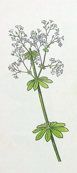 Antique botany illustration: Yellow Bedstraw, Galium verum