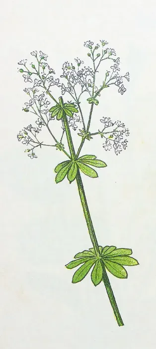 Framed Print : Antique botany illustration: Yellow Bedstraw, Galium verum Framed Print : Antique botany illustration: Yellow Bedstraw, Galium verum