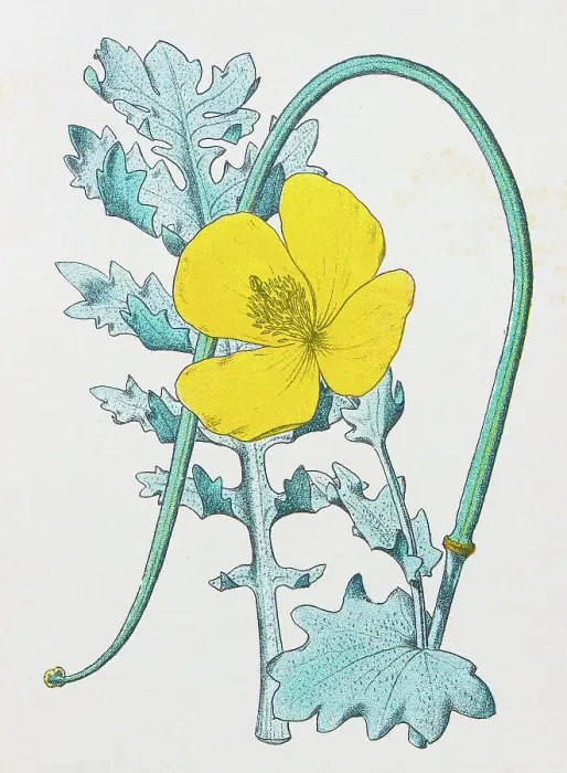 Framed Print : Antique botany illustration: Yellow Horn Poppy, Glaucium luteum Framed Print : Antique botany illustration: Yellow Horn Poppy, Glaucium luteum