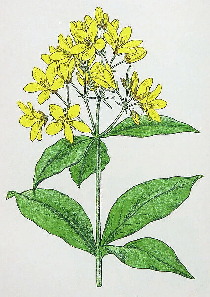 Antique botany illustration: Yellow Loosestrife, Lysimachia vulgaris