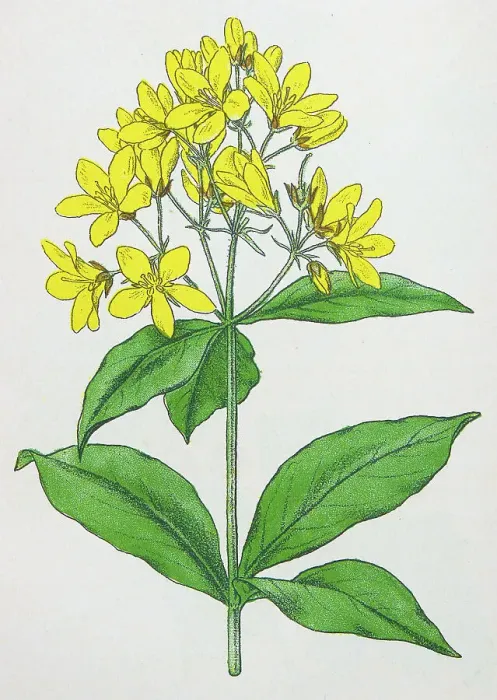 Framed Print : Antique botany illustration: Yellow Loosestrife, Lysimachia vulgaris Framed Print : Antique botany illustration: Yellow Loosestrife, Lysimachia vulgaris