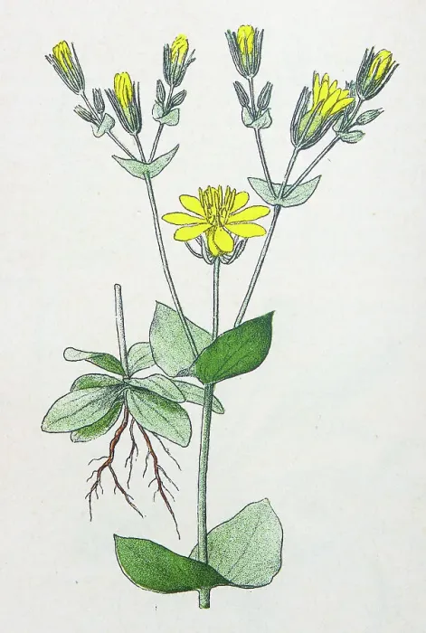 Framed Print : Antique botany illustration: Yellow Wort, Chlora Perfoliata Framed Print : Antique botany illustration: Yellow Wort, Chlora Perfoliata