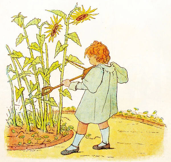 Antique children book illustrations: Girl and sunflowers