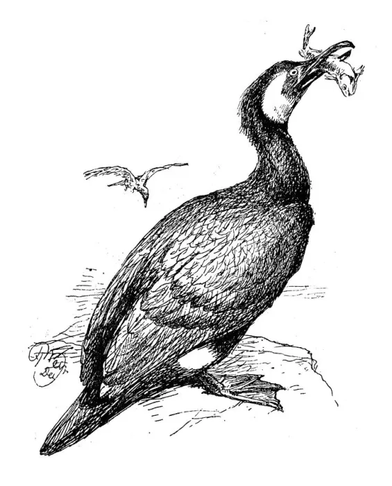 Framed Print : Antique children book illustrations: Cormorant Framed Print : Antique children book illustrations: Cormorant