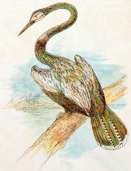 Framed Print : Antique children book illustrations: Darter snakebird Framed Print : Antique children book illustrations: Darter snakebird