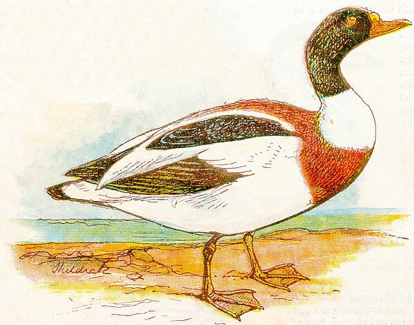 Antique children book illustrations: Duck