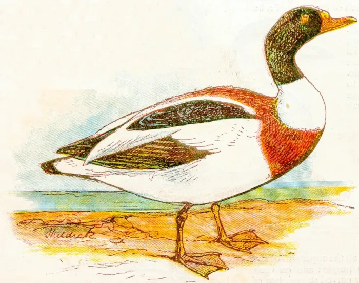 Framed Print : Antique children book illustrations: Duck Framed Print : Antique children book illustrations: Duck
