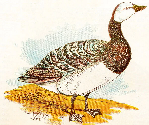 Antique children book illustrations: Goose