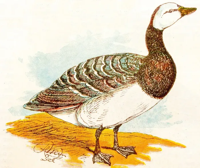 Framed Print : Antique children book illustrations: Goose Framed Print : Antique children book illustrations: Goose