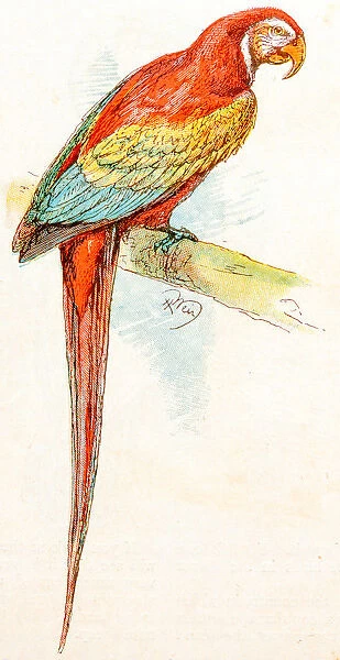 Antique children book illustrations: Parrot