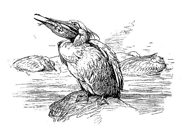 Antique children book illustrations: Pelican
