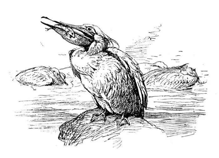Framed Print : Antique children book illustrations: Pelican Framed Print : Antique children book illustrations: Pelican