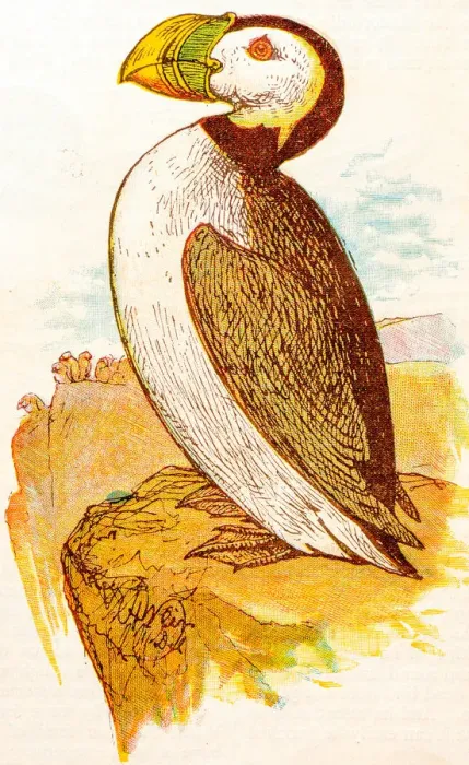 Framed Print : Antique children book illustrations: Puffin Framed Print : Antique children book illustrations: Puffin