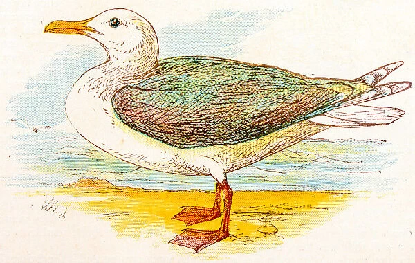 Antique children book illustrations: Seagull