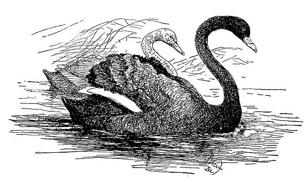 Antique children book illustrations: Swans