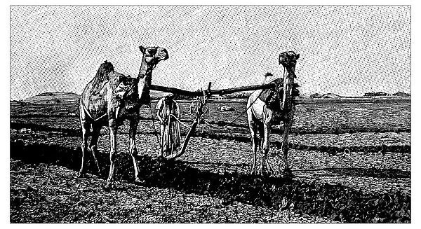 Antique childrens book comic illustration: camels working on field