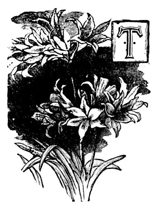 Framed Print : Antique childrens book comic illustration: Ornate letter T Framed Print : Antique childrens book comic illustration: Ornate letter T