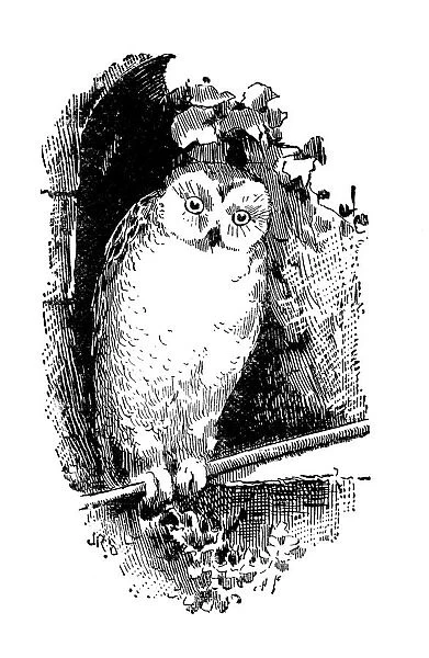 Antique childrens book comic illustration: owl