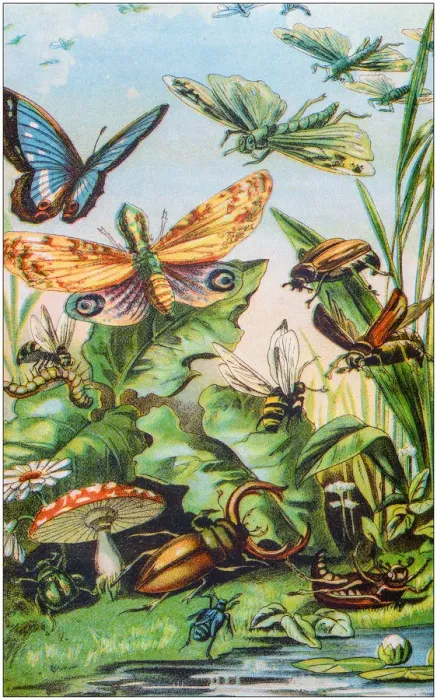 Framed Print : Antique color illustration from German children fable book Framed Print : Antique color illustration from German children fable book