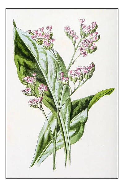 Antique color plant flower illustration: Limonium (sea-lavender)