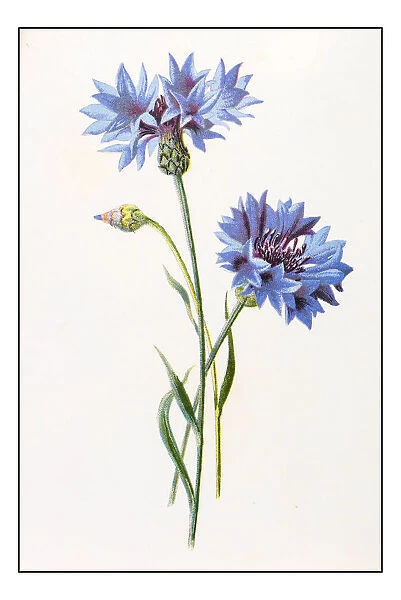 Antique color plant flower illustration: Centaurea cyanus (bluebottle, cornflower)